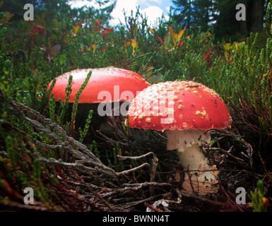 Fly Agaric, amanita muscaria, funghi nel Mount Baker deserto nello stato di Washington, USA Foto Stock