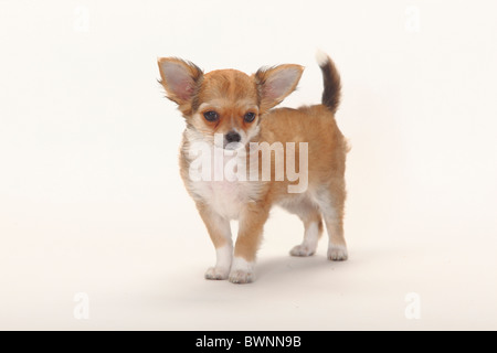 Chihuahua, longhaired, cucciolo, 12 settimane Foto Stock