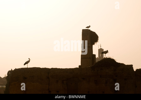 Cicogne bianche del nesting sul Palazzo El Badi parete in Marrakech Foto Stock