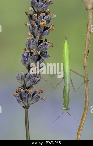 Unione mantide religiosa - mantide religiosa (mantide religiosa) campione verde in attesa di prede sul fiore di lavanda Foto Stock