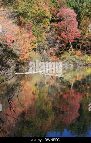 Autunno colori e riflessi, Walden Pond, Concord, Massachusetts, STATI UNITI D'AMERICA Foto Stock