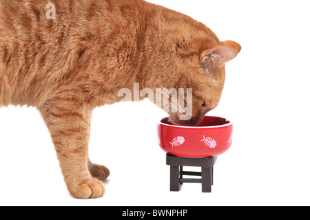 Gatto a mangiare il suo gustoso pranzo Foto Stock