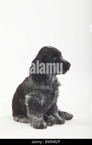 English Cocker Spaniel, cucciolo, 10 settimane Foto Stock