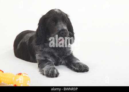 English Cocker Spaniel, cucciolo, 10 settimane Foto Stock