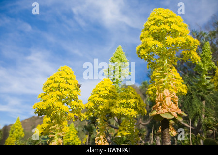 Aeonium manriqueorum in pieno fiore di Gran Canaria Foto Stock