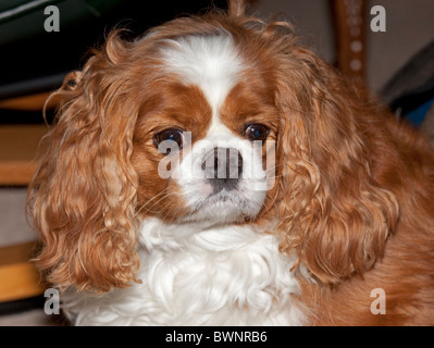 Testa ritratto King Charles Spaniel cane REGNO UNITO Foto Stock