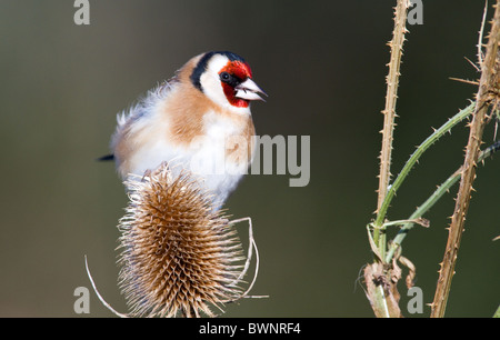 Unione cardellino alimentazione su teasel Foto Stock