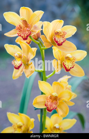 Giallo cybmidium orchidee Foto Stock