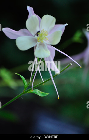 Columbine viola Foto Stock