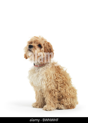 Licenza disponibile all'indirizzo MaximImages.com - Cockapoo simpatico cane incrociato di cocker spaniel e un barboncino isolato su sfondo bianco Foto Stock