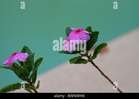 Madagascar pervinca (Catharanthus roseus) bagnato con gocce di pioggia. Foto Stock
