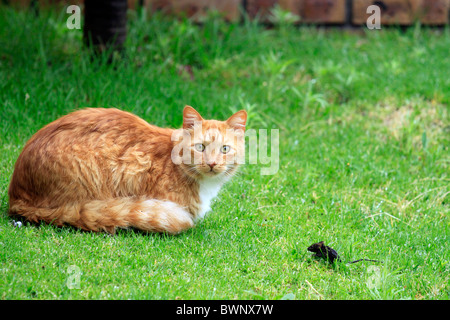Lo zenzero cat stalking piccolo mouse in giardino Foto Stock