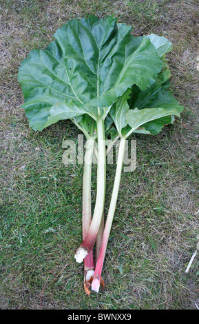 Cresciuto in casa rabarbaro organico giacente sul giardino di erba Foto Stock