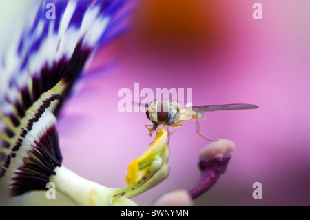 Un singolo hover fly - flower fly o syrphid fiy raccogliere il polline di un fiore della passione - Passiflora Caerulea cerulea Foto Stock