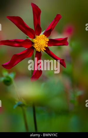 Un singolo red Dahlia 'Marie Schnugg' Fiore Foto Stock