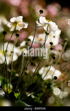 Anemoni giapponesi fiore bianco s- Anemone Japonica Foto Stock