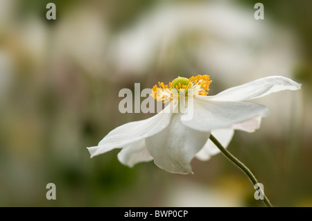 Anemone giapponese fiore bianco - "Anemone Honorine Jobert' Foto Stock