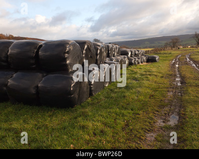 Avvolte in plastica o fieno balle di paglia in una fattoria via nel North Yorkshire Foto Stock
