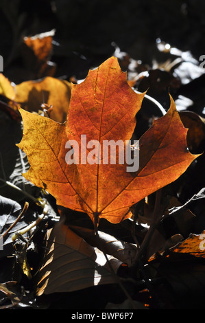 Norvegia Maple Leaf Acer platanoides nel bosco in autunno Foto Stock