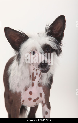 Chinese Crested Dog, glabre, cucciolo maschio, 4 mesi Foto Stock