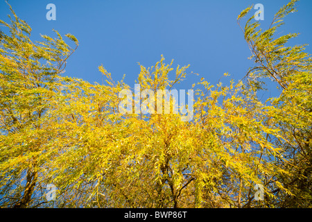 Guardando verso l'alto dal di sotto da un giallo willow tree in autunno Foto Stock
