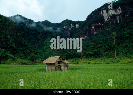 INDONESIA Asia del sud-est di Sumatra Aran Valley vicino a Bukittinggi capanna con il tetto di paglia in piedi nel campo di riso al di sotto di ripide scogliere Foto Stock