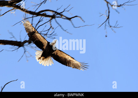 Aquila calva in volo sopra il cielo blu - motion blur sulle ali Foto Stock
