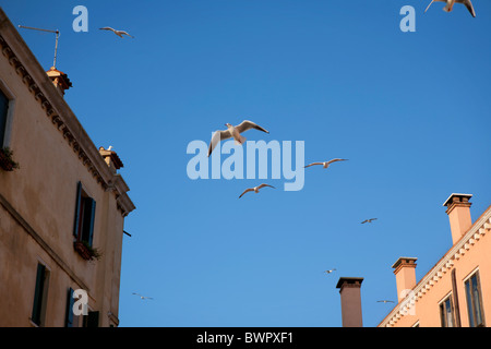 Gabbiani in aria al di sopra del litorale della laguna di Venezia nella città del quartiere di Castello. Foto Stock