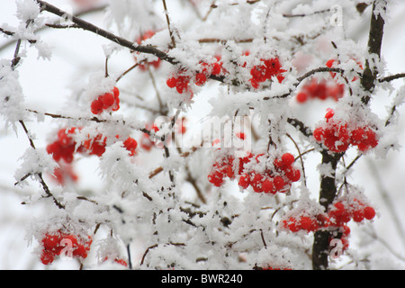 Viburnum opulus viburno-acqua di rose Elder cranberrybush europea frutti rossi inverno Svizzera Europa bianco fr Foto Stock