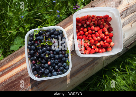 Fragole selvatiche appena raccolte ( fragaria vesca ) e mirtilli ( Vaccinium myrtillus ) , Finlandia Foto Stock