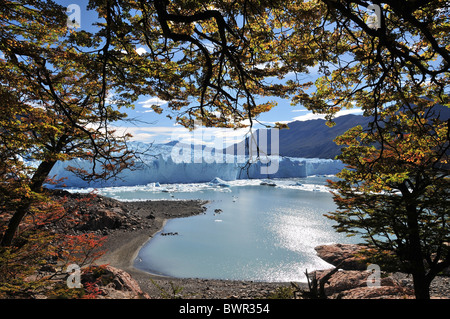 Radura soleggiata vista, attraverso l'autunno lenga alberi, di Brazo Rico acqua di lago e il Ghiacciaio Perito Moreno terminus, Ande, Argentina Foto Stock