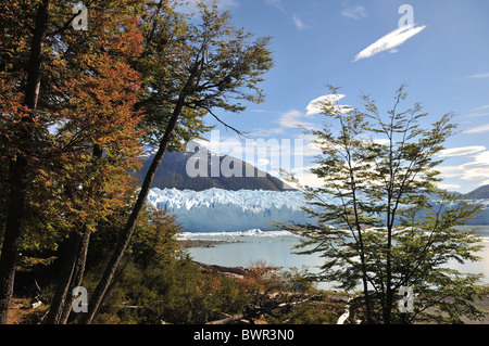 Cielo blu, autunno lenga alberi, sopra le acque del Brazo Rico, guardando a nord verso il ghiacciaio Perito Moreno terminus, Andes Foto Stock