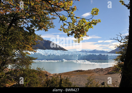 Autumn Leaf lenga faggi a strapiombo di una visione centralizzata di Brazo Rico lago e il ghiacciaio Perito Moreno terminus, Ande, Argentina Foto Stock