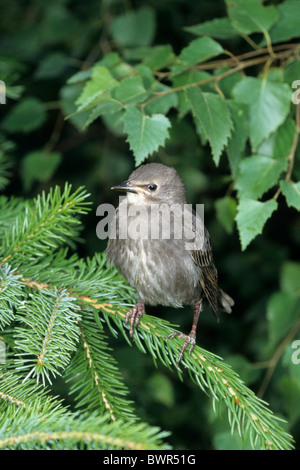 Comune di Starling Sturnus vulgaris animale uccello giovani rami Foto Stock