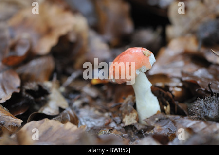 Sickener (Russula emetica) in autunno - Louvain-La-Neuve - Belgio Foto Stock