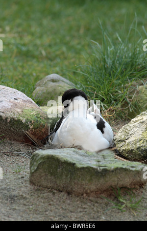 Pied Avocetta Recurvirostra avosetta wader nido di uccelli nidificanti breeding Mare del Nord Germania Europa Foto Stock