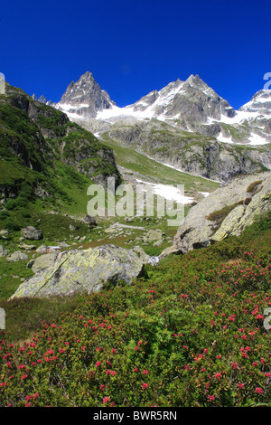 Svizzera Europa Canton Uri Wendenhorn Funffingerstock e Wasenhorn Alpine rose Rostblattrige Alpenrose Rhod Foto Stock