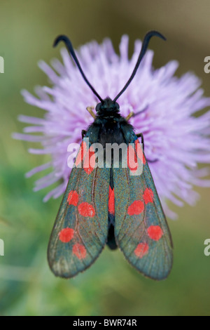 Sei spotted burnett moth Foto Stock