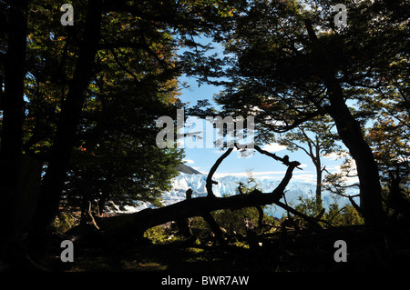 Silhouette di un albero caduto in un bosco radura in lenga foresta di faggio, guardando verso il ghiacciaio Perito Moreno, Ande, Argentina Foto Stock