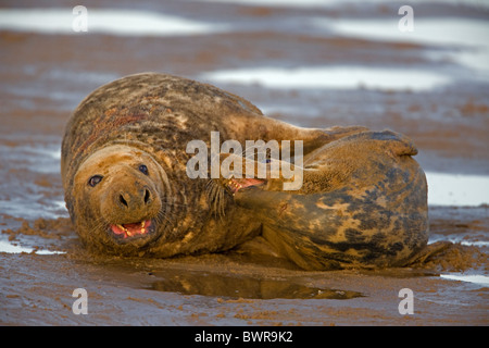 Guarnizione grigio (Halichoerus grypus) - UK - maschio e femmina sulla spiaggia Foto Stock