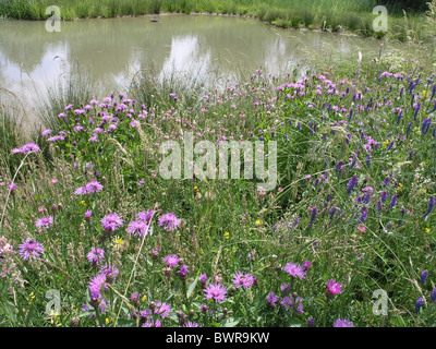 Fiordaliso marrone Centaurea jacea fiore fiori sbocciano acqua natura prato fioritura lago di stagno Foto Stock