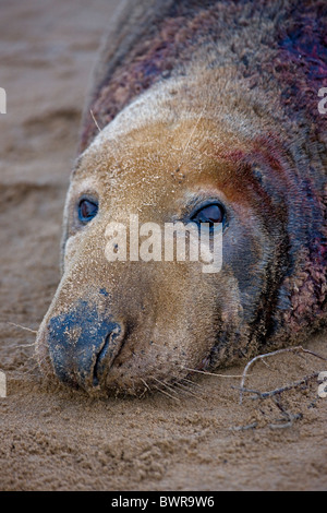 Guarnizione grigio (Halichoerus grypus) - ritratto maschile - che mostra le ferite dalla lotta territoriale durante la stagione di accoppiamento - REGNO UNITO Foto Stock