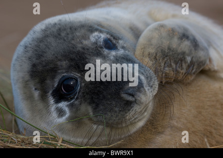 Guarnizione grigio (Halichoerus grypus) - Ritratto di Pup - REGNO UNITO Foto Stock