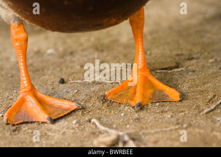 Germano reale Anas platyrhynchos dettaglio piedi di uccelli Uccelli anatre anatra natura animali animali Fauna Ornithol naturale Foto Stock