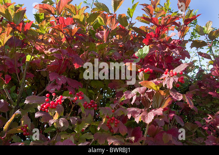 Rosa viburno Viburnum opulus Foto Stock
