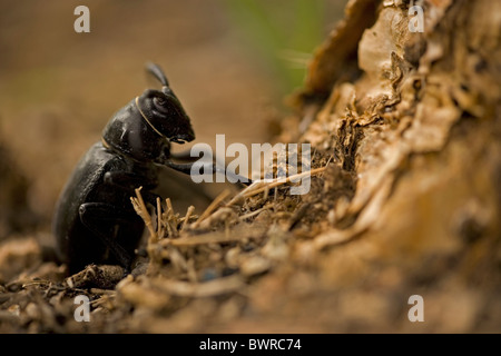 Dalle lunghe corna Cactus Beetle Moneilema gigas Arizona deposizione delle uova a base di cholla cactus Foto Stock