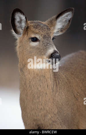 White Tailed Deer Odocoileus virginianus New York Doe Foto Stock