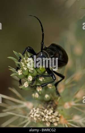 Long-cornuto Cactus Beetle (Moneilema gigas) - Arizona - alimentazione su cholla cactus - Feed su molti tipi di cactus Foto Stock