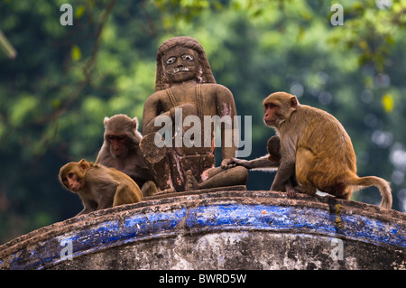 Le scimmie sono il vero re di Ayodhya, India. Foto Stock