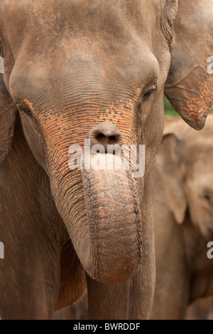 Elefante asiatico Elephas maximus maximus Foto Stock